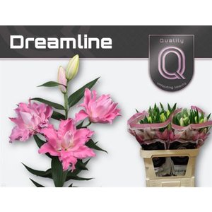 Li Or Du Dreamline 3+