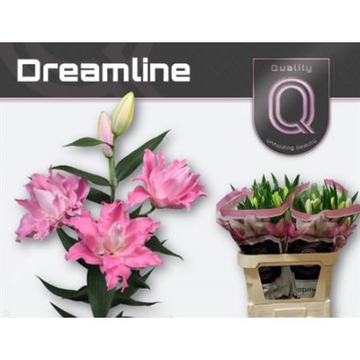 Li Or Du Dreamline 3+