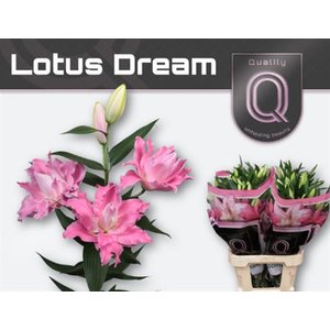 Li Or Du Lot Dream 3+