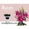 Li Or Du Rl Natascha 3+