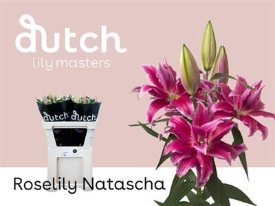 Li Or Du Rl Natascha 3+