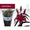 Li Or Euphoria 4+