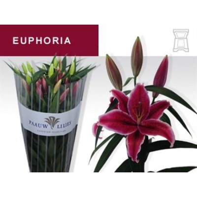 Li Or Euphoria 4+