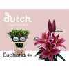 Li Or Euphoria 5+