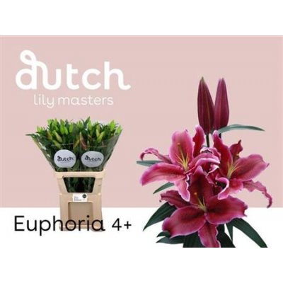 Li Or Euphoria 5+