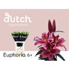 Li Or Euphoria 6+