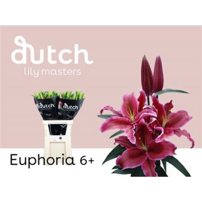 Li Or Euphoria 6+