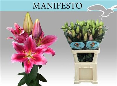 Li Or Manifesto 4+