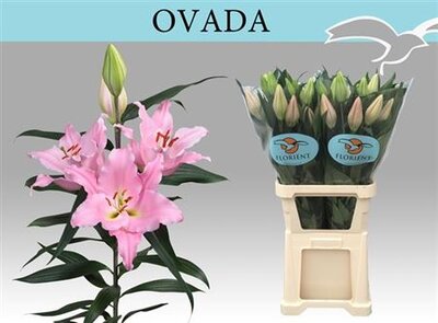 Li Or Ovada 5+