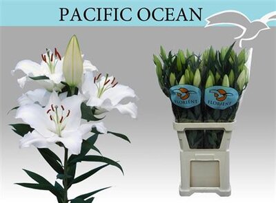 Li Or Pacific Ocean 4+