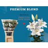 Li Or Premium Blond 4+