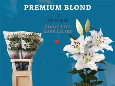 Li Or Premium Blond 4+