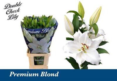 Li Or Premium Blond White 5+