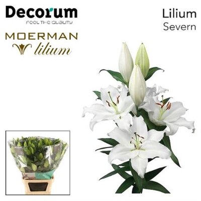 Li Or Severn 5+ Decorum