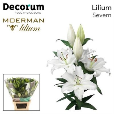 Li Or Severn 5+ Decorum