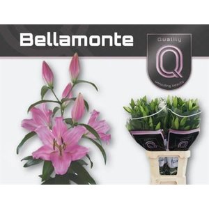 Li Ot Bellamonte 4+