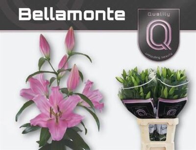 Li Ot Bellamonte 4+