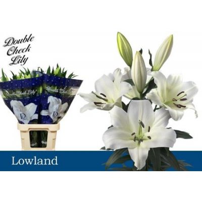 Li Ot Lowland 4+