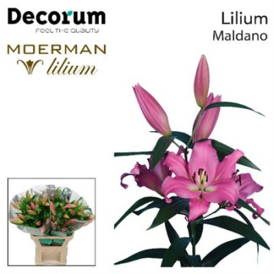 Li Ot Maldano 5+ Decorum