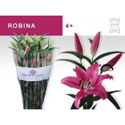 Li Ot Robina 4+