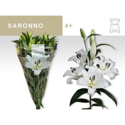 Li Ot Saronno 5+