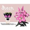 Li Ot Table Dance 4+