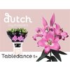 Li Ot Table Dance 5+