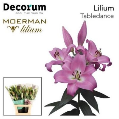 Li Ot Table Dance 5+ Decorum