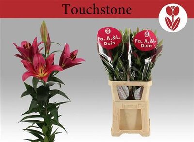 Li Ot Touchstone 5+