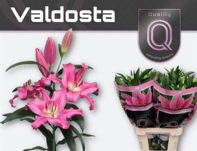 Li Ot Valdosta 4+