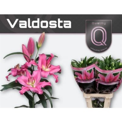 Li Ot Valdosta 4+