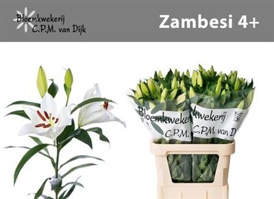 Li Ot Zambesi 4+ Budget