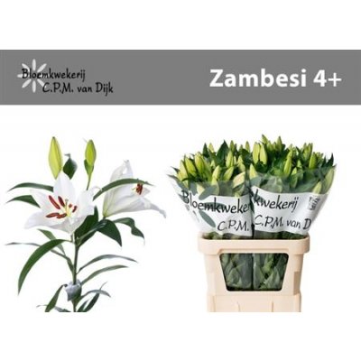 Li Ot Zambesi 4+ Budget