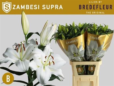 Li Ot Zambesi 5+ Bredefleur Supra