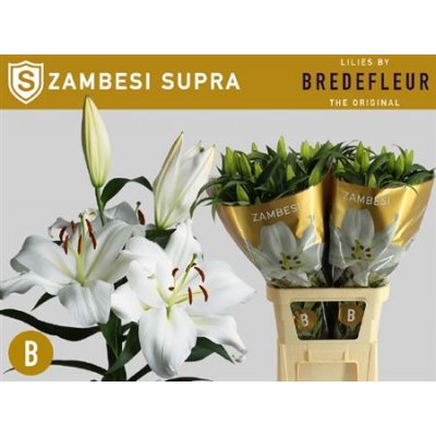 Li Ot Zambesi 5+ Bredefleur Supra