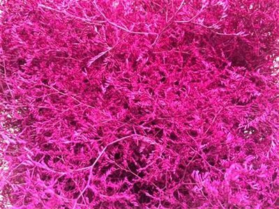 Lim Beltaard Dyed Cerise