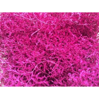 Lim Beltaard Dyed Cerise