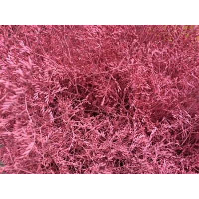 Lim Beltaard Dyed Pink