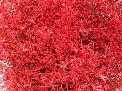 Lim Beltaard Dyed Red