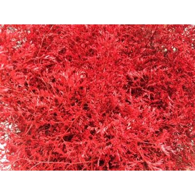 Lim Beltaard Dyed Red