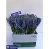 Muscari Blue