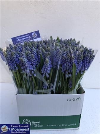 Muscari Blue