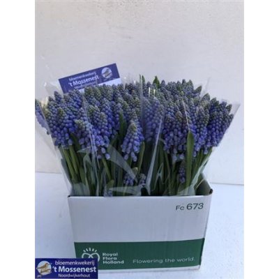 Muscari Blue