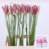 Nerine Favoriet