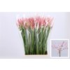 Nerine Vesta K