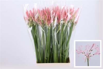 Nerine Vesta K