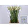 Nerine White