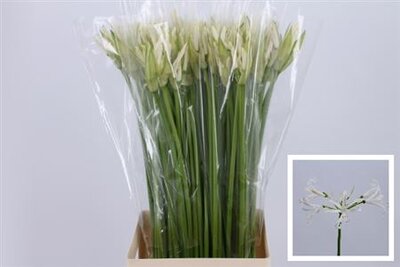 Nerine White