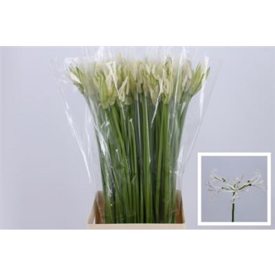 Nerine White