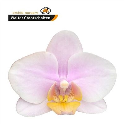 Phal By Flower Baby Blush *50